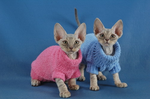 одежда для кошек 