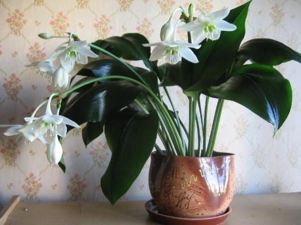 комнатное растение с необычным цветением